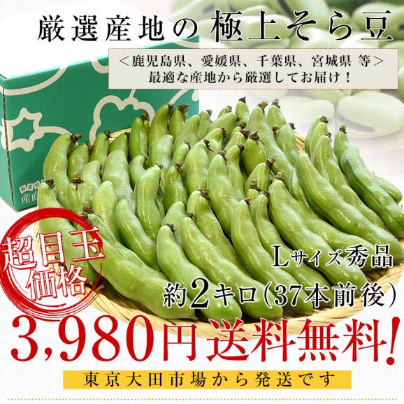厳選産地の極上そら豆 秀品 Lサイズ 約2キロ（37本前後）送料無料 そらまめ ソラマメ 空豆 鹿児島県、愛媛県、千葉県、宮城県 他 クール便 市場発送03