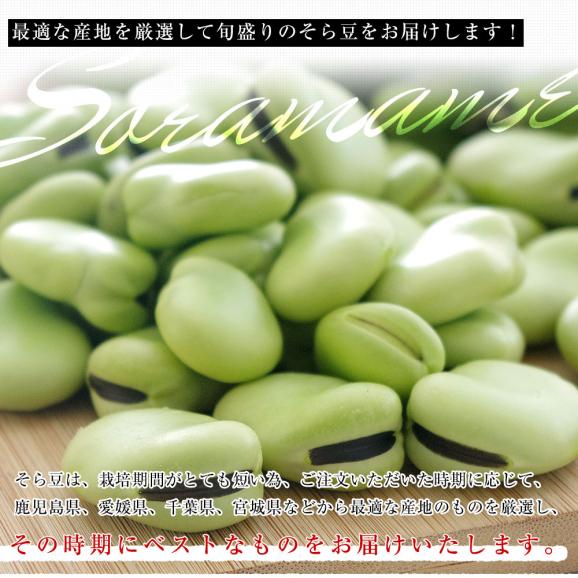 厳選産地の極上そら豆 秀品 Lサイズ 約2キロ（37本前後）送料無料 そらまめ ソラマメ 空豆 鹿児島県、愛媛県、千葉県、宮城県 他 クール便 市場発送05