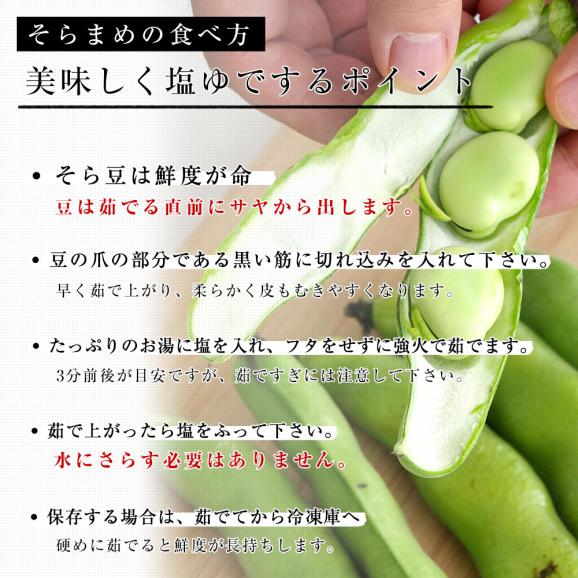 厳選産地の極上そら豆 秀品 Lサイズ 約2キロ（37本前後）送料無料 そらまめ ソラマメ 空豆 鹿児島県、愛媛県、千葉県、宮城県 他 クール便 市場発送06