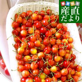 山形県より産地直送　品種おまかせ さくらんぼ 超盛1.2キロ ○秀品 Mサイズ以上 300g×4パック 合計1.2キロ　桜桃 送料無料 クール便　サクランボ