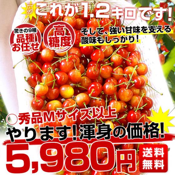 山形県より産地直送　品種おまかせ さくらんぼ 超盛1.2キロ ○秀品 Mサイズ以上 300g×4パック 合計1.2キロ　桜桃 送料無料 クール便　サクランボ03