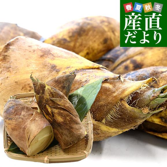 厳選産地の極上たけのこ 大サイズ 約2キロ(2本から4本前後 厳選産地の極上たけのこ 大サイズ 約2キロ(2本から4本前後