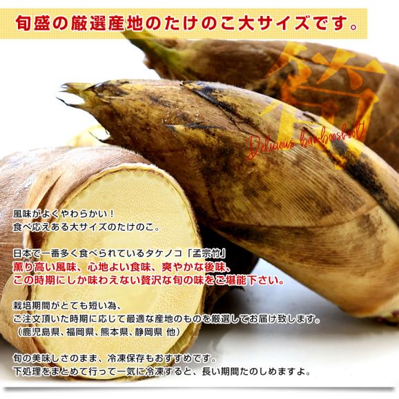 厳選産地の極上たけのこ 大サイズ 約2キロ（2本から4本前後）鹿児島県 熊本県 福岡県 静岡県 他 送料無料 クール便　タケノコ 孟宗竹 市場発送04