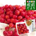 山形県より産地直送 さくらんぼ「紅秀峰」秀品　2Lサイズ　約500g 送料無料 クール便　サクランボ　桜桃