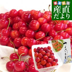 山形県より産地直送 さくらんぼ「紅秀峰」秀品　2Lサイズ　約500g 送料無料 クール便　サクランボ　桜桃