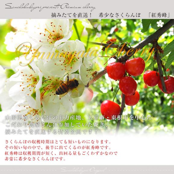山形県より産地直送 さくらんぼ「紅秀峰」秀品　2Lサイズ　約500g 送料無料 クール便　サクランボ　桜桃04