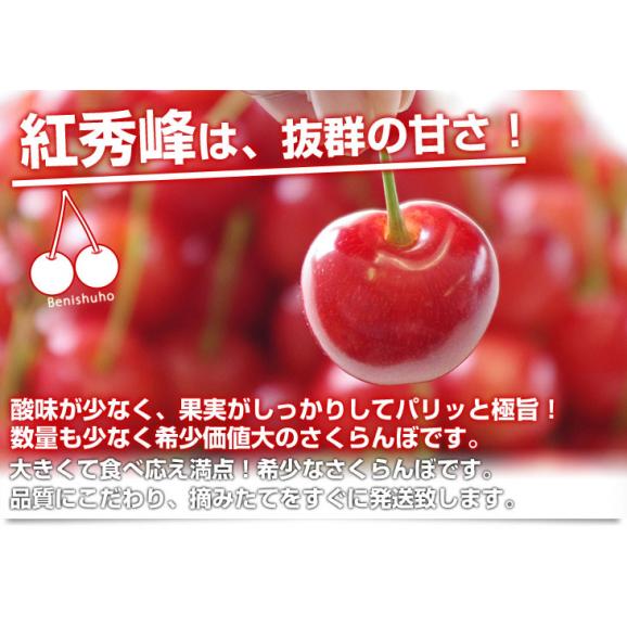 山形県より産地直送 さくらんぼ「紅秀峰」秀品　2Lサイズ　約500g 送料無料 クール便　サクランボ　桜桃04