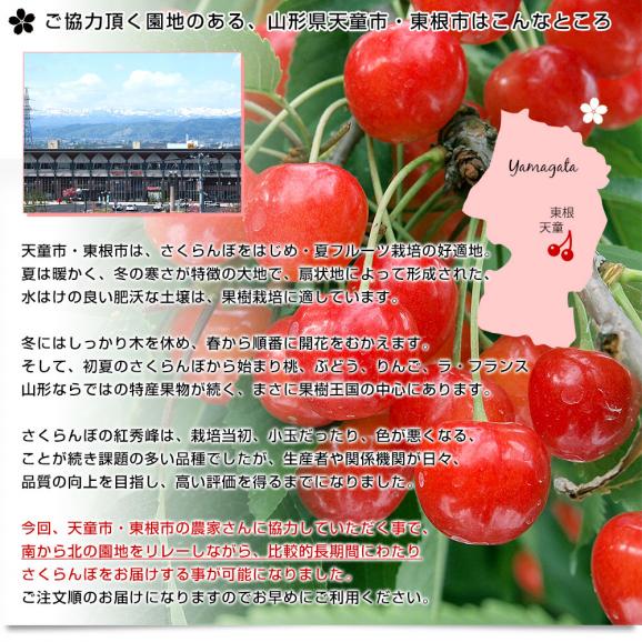 山形県より産地直送 さくらんぼ「紅秀峰」秀品　2Lサイズ　約500g 送料無料 クール便　サクランボ　桜桃06