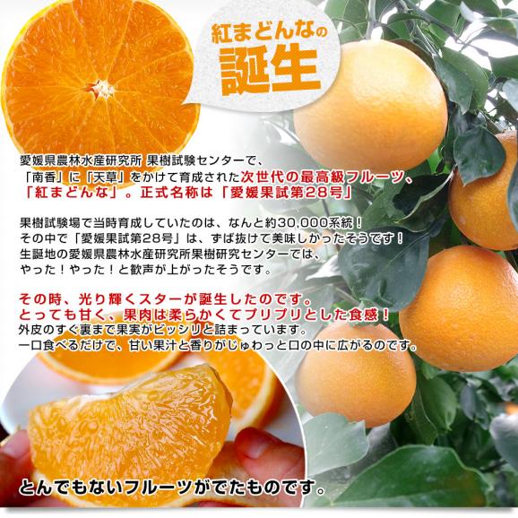愛媛県産 JAえひめ中央 紅まどんなゼリー 6個入り（245g×6個）送料無料 柑橘 紅マドンナ 生菓子 オレンジゼリー みかんゼリー05
