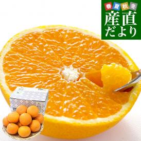愛媛県産 JAにしうわ三崎共選 清見タンゴール（貯蔵品）秀品 ２LからLサイズ 約2.5キロ (10玉から16玉前後) 送料無料 柑橘 オレンジ 西宇和 きよみおれんじ 八幡浜 みさき