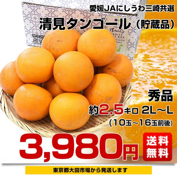 愛媛県産 JAにしうわ三崎共選 清見タンゴール（貯蔵品）秀品 ２LからLサイズ 約2.5キロ (10玉から16玉前後) 送料無料 柑橘 オレンジ 西宇和 きよみおれんじ 八幡浜 みさき03