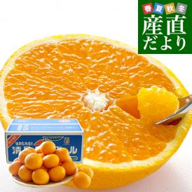 愛媛県産 JAにしうわ三崎共選 清見タンゴール（貯蔵品）秀品 ２LからLサイズ 約5キロ (22玉から32玉前後) 送料無料 柑橘 オレンジ 西宇和 きよみおれんじ 八幡浜 みさき