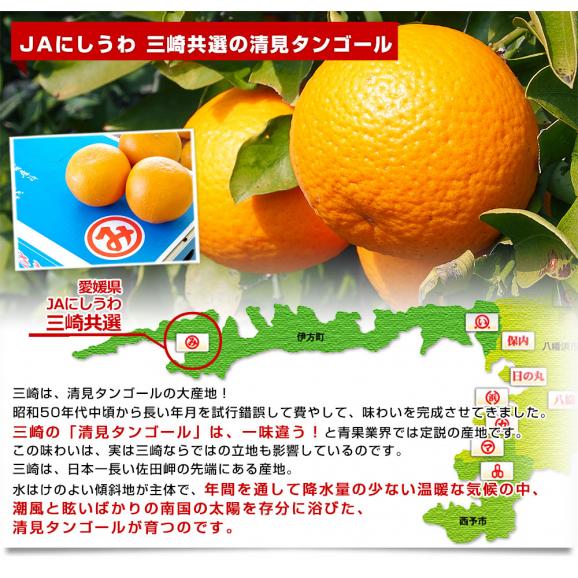愛媛県産 JAにしうわ三崎共選 清見タンゴール（貯蔵品）秀品 ２LからLサイズ 約5キロ (22玉から32玉前後) 送料無料 柑橘 オレンジ 西宇和 きよみおれんじ 八幡浜 みさき04