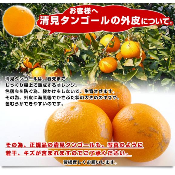 愛媛県産 JAにしうわ三崎共選 清見タンゴール（貯蔵品）秀品 ２LからLサイズ 約5キロ (22玉から32玉前後) 送料無料 柑橘 オレンジ 西宇和 きよみおれんじ 八幡浜 みさき06