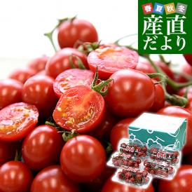ひと口で感じる別格の甘さ！選ばれし極上ミニトマト「赤糖房」
