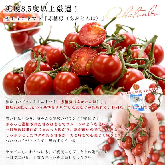 和歌山県 JA紀州 ミニトマト 赤糖房（あかとんぼ）秀品 約800g（約160g×5パック） Lサイズ 送料無料 みにとまと トマト とまと 市場発送04