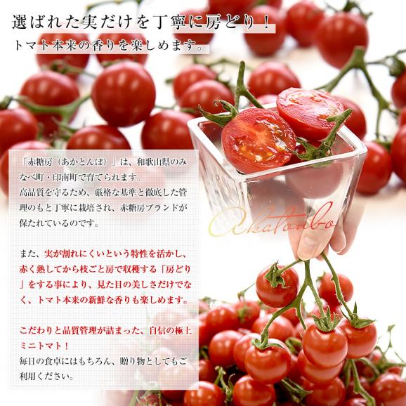 和歌山県 JA紀州 ミニトマト 赤糖房（あかとんぼ）秀品 約800g（約160g×5パック） Lサイズ 送料無料 みにとまと トマト とまと 市場発送05