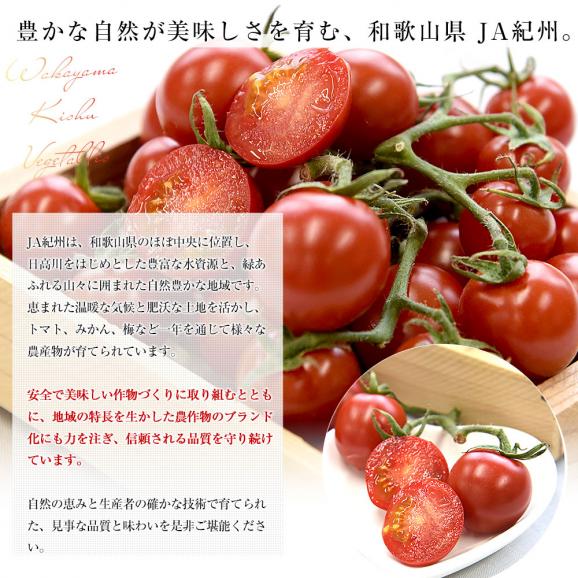 和歌山県 JA紀州 ミニトマト 赤糖房（あかとんぼ）秀品 約800g（約160g×5パック） Lサイズ 送料無料 みにとまと トマト とまと 市場発送06
