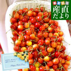 父の日ギフト 山形県より産地直送　品種おまかせ さくらんぼ 超盛1.2キロ ○秀品 Mサイズ以上 300g×4パック 合計1.2キロ　桜桃　送料無料 クール便　サクランボ　