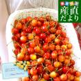 【父の日ギフト】山形県より産地直送！品種おまかせさくらんぼ ○秀品 大ボリューム1.2キロMサイズ以上（300g×4パック）桜桃　送料無料 クール便　サクランボ