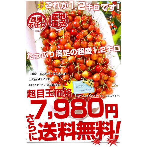 【父の日ギフト】山形県より産地直送!品種おまかせさくらんぼ ○秀品 大ボリューム1.2キロMサイズ以上(300g×4パック)桜桃 送料無料 クール便 サクランボ03