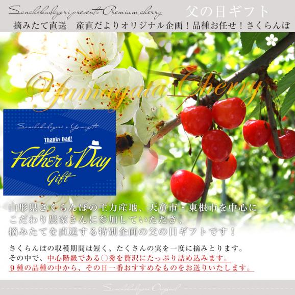父の日ギフト 山形県より産地直送　品種おまかせ さくらんぼ 超盛1.2キロ ○秀品 Mサイズ以上 300g×4パック 合計1.2キロ　桜桃　送料無料 クール便　サクランボ　04
