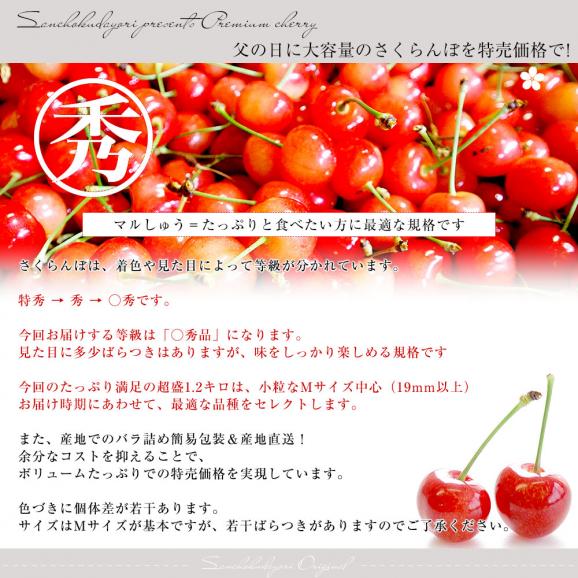 【父の日ギフト】山形県より産地直送!品種おまかせさくらんぼ ○秀品 大ボリューム1.2キロMサイズ以上(300g×4パック)桜桃 送料無料 クール便 サクランボ04