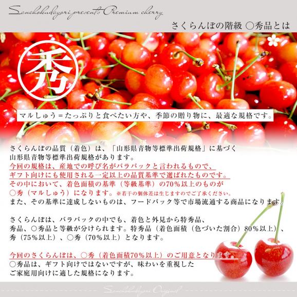 父の日ギフト 山形県より産地直送　品種おまかせ さくらんぼ 超盛1.2キロ ○秀品 Mサイズ以上 300g×4パック 合計1.2キロ　桜桃　送料無料 クール便　サクランボ　05