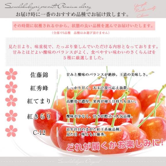 【父の日ギフト】山形県より産地直送!品種おまかせさくらんぼ ○秀品 大ボリューム1.2キロMサイズ以上(300g×4パック)桜桃 送料無料 クール便 サクランボ05