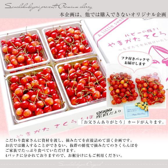 父の日ギフト 山形県より産地直送　品種おまかせ さくらんぼ 超盛1.2キロ ○秀品 Mサイズ以上 300g×4パック 合計1.2キロ　桜桃　送料無料 クール便　サクランボ　06