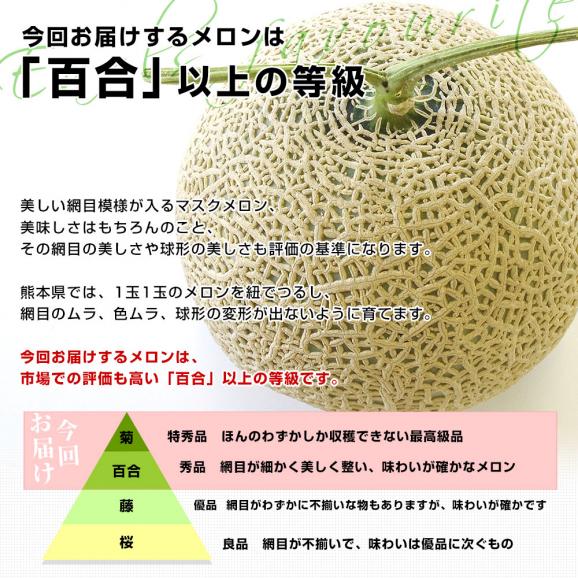 熊本県から産地直送　八協連　アールスメロン　超大玉8キロ原体箱（4玉入） 送料無料 マスクメロン メロン 春メロン05