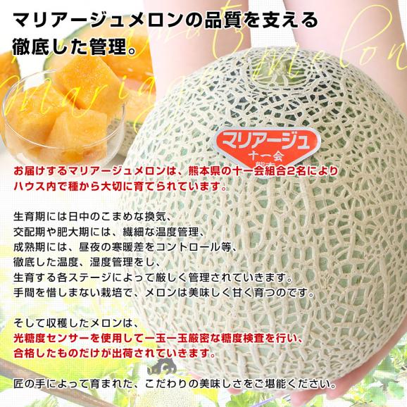 熊本県から産地直送 十一会組合 マリアージュメロン 秀品 大玉3Lから4Lサイズ 約5キロ（3玉から4玉）送料無料 赤肉メロン 春メロン めろん05