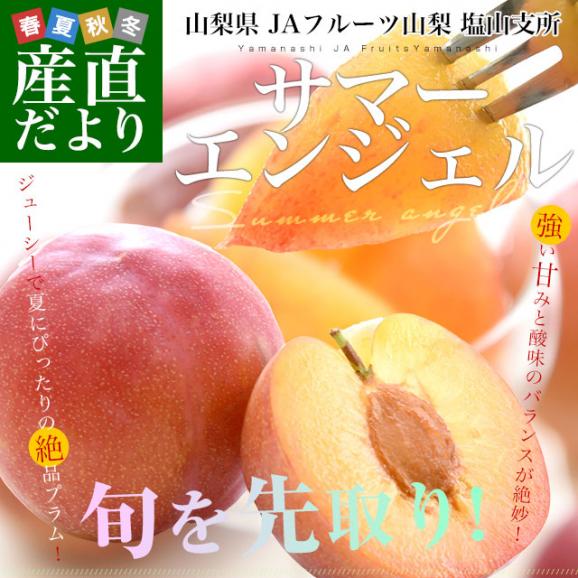 山梨県より産地直送 JAフルーツ山梨 塩山支所 サマーエンジェル 大玉 化粧箱 約1.5キロ（9玉）送料無料 プラム ぷらむ すもも スモモ02