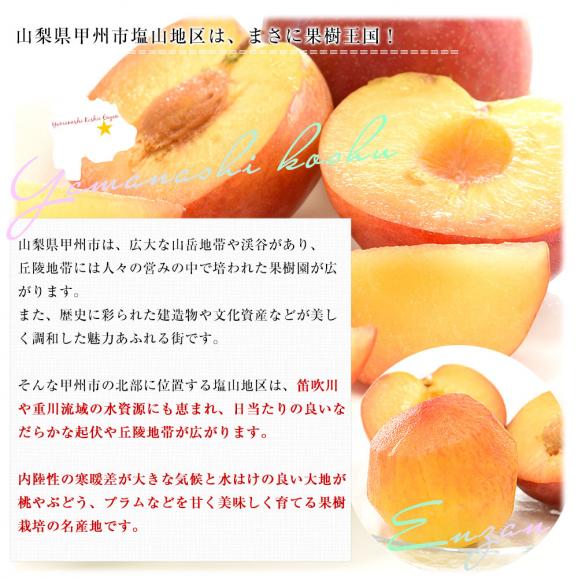 山梨県より産地直送 JAフルーツ山梨 塩山支所 サマーエンジェル 大玉 化粧箱 約1.5キロ（9玉）送料無料 プラム ぷらむ すもも スモモ05