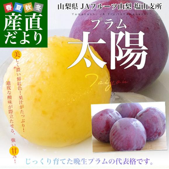 山梨県より産地直送 JAフルーツ山梨 塩山支所 高級プラム「太陽」 大玉 約1.7キロ（12玉入）送料無料 プラム ぷらむ 李 スモモ02