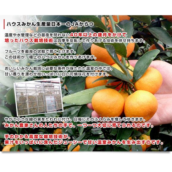 佐賀県 JAからつ ハウスみかん 小粒3Sサイズ 秀品 約2キロ（約400g×5袋）合計40玉から50玉前後 送料無料 蜜柑 ミカン 柑橘 ハウスミカン 唐津 小玉みかん06