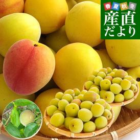 和歌山県産 JA紀州 みなべの南高梅 3Lサイズから2Lサイズ 訳アリ（雹害果） 約2キロ（50玉から80玉前後） 梅 梅干 梅干し 梅酒 梅サワー 梅ジャム うめ ウメ