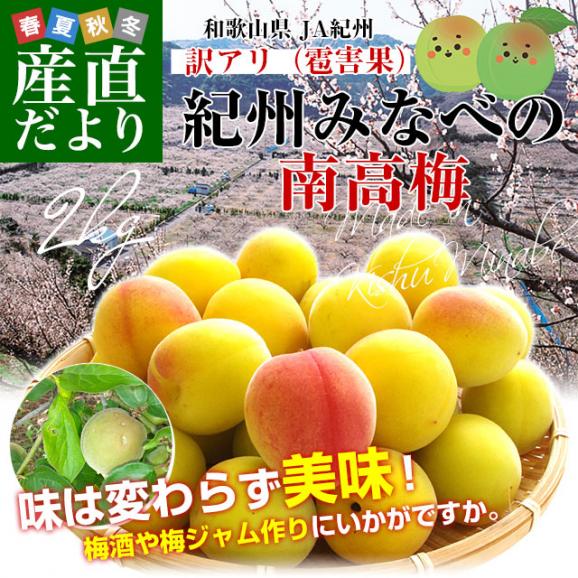 和歌山県産 JA紀州 みなべの南高梅 3Lサイズから2Lサイズ 訳アリ（雹害果） 約2キロ（50玉から80玉前後） 梅 梅干 梅干し 梅酒 梅サワー 梅ジャム うめ ウメ02