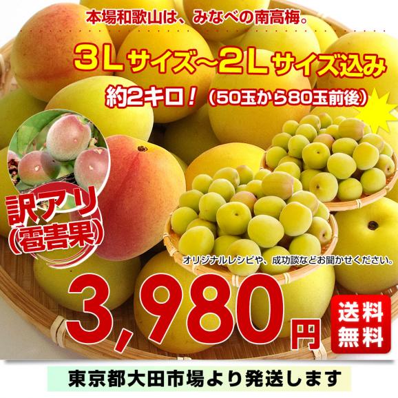 和歌山県産 JA紀州 みなべの南高梅 3Lサイズから2Lサイズ 訳アリ（雹害果） 約2キロ（50玉から80玉前後） 梅 梅干 梅干し 梅酒 梅サワー 梅ジャム うめ ウメ03