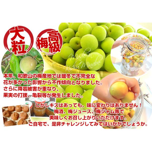 和歌山県産 JA紀州 みなべの南高梅 3Lサイズから2Lサイズ 訳アリ（雹害果） 約2キロ（50玉から80玉前後） 梅 梅干 梅干し 梅酒 梅サワー 梅ジャム うめ ウメ04