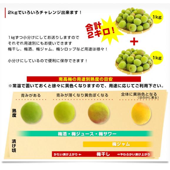 和歌山県産 JA紀州 みなべの南高梅 3Lサイズから2Lサイズ 訳アリ（雹害果） 約2キロ（50玉から80玉前後） 梅 梅干 梅干し 梅酒 梅サワー 梅ジャム うめ ウメ06