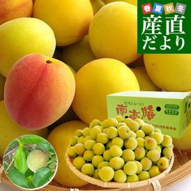 和歌山県産 JA紀州 みなべの南高梅 3Lサイズから2Lサイズ 訳アリ（雹害果） 約5キロ（120玉から180玉前後） 梅 梅干 梅干し 梅酒 梅サワー 梅ジャム うめ ウメ