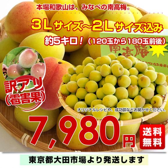 在庫処分セール テ 和歌山県産 JA紀州 訳アリ 3Lサイズから2Lサイズ みなべの南高梅 梅