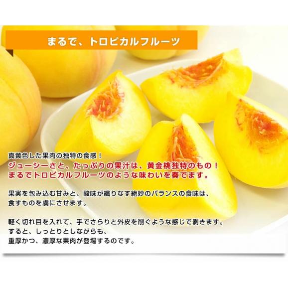 山梨県より産地直送 JAふえふき 御坂支所 黄金桃 化粧箱 約2キロ（6玉から7玉）送料無料 桃 もも ピーチ モモ 黄桃 黒箱04