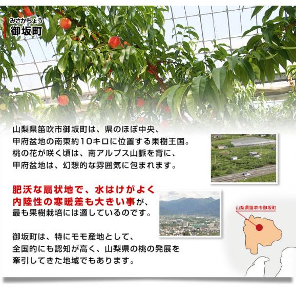 山梨県より産地直送 JAふえふき 御坂支所 黄金桃 化粧箱 約2キロ（6玉から7玉）送料無料 桃 もも ピーチ モモ 黄桃 黒箱06