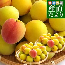 和歌山県産 JA紀州 みなべの南高梅 3Lサイズから2Lサイズ 秀品 約2キロ（50玉から80玉前後） 梅 梅干 梅干し 梅酒 梅サワー 梅ジャム うめ ウメ