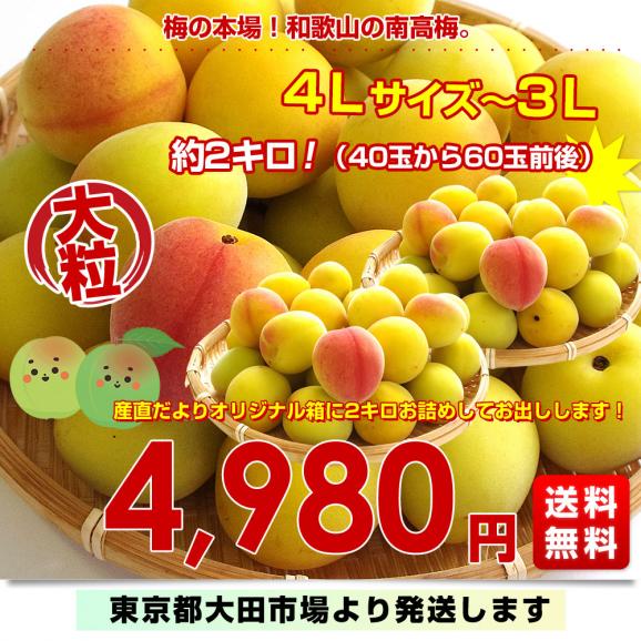和歌山県産 JAわかやま 紀州の南高梅 大粒 4Lサイズから3Lサイズ 秀品
