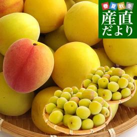 和歌山県産 JA紀州 みなべの南高梅 Lサイズ 秀品 約2キロ（80玉から100玉前後） 梅 梅干 梅干し 梅酒 梅サワー 梅ジャム うめ ウメ