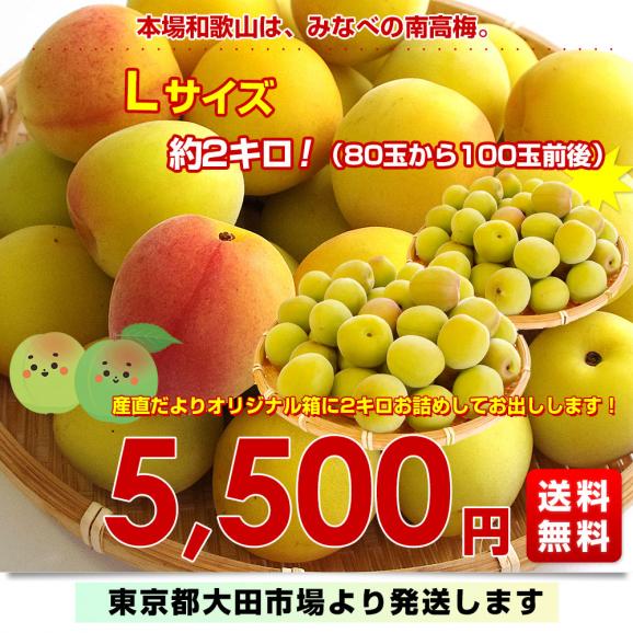 和歌山県産 JA紀州 みなべの南高梅 Lサイズ 秀品 約2キロ（80玉から100玉前後） 梅 梅干 梅干し 梅酒 梅サワー 梅ジャム うめ ウメ03