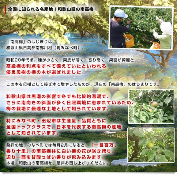 和歌山県産 JAわかやま 紀州の南高梅 Lサイズ 秀品 約2キロ（80玉から100玉前後）送料無料 梅 梅干 梅干し 梅酒 梅サワー 梅ジャム うめ ウメ05